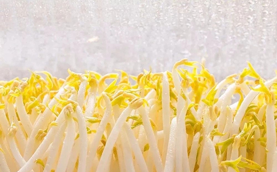 不要把豆芽直接放冰箱了，简单一招，存放豆芽