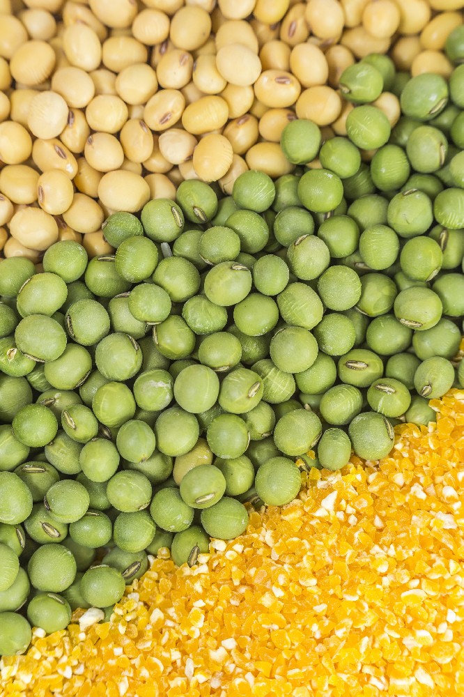 国庆献礼|388vip太阳集团以品牌之力激活芽苗菜价值，用实绩献礼家国华诞